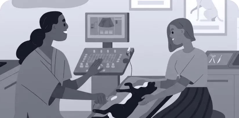 Echocardiograms: A Cat Owner’s Guide to HCM Diagnosis