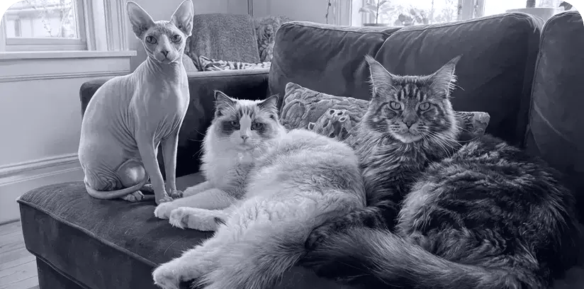 Cat HCM Risk Factors: Breed, Age and Early Warning Signs