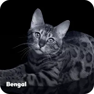 breeds-bengal