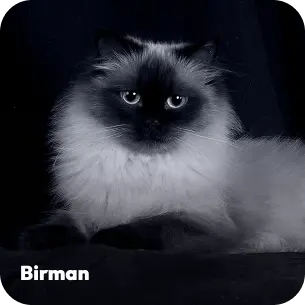 breeds-birman