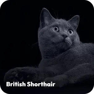 breeds-britishshorthair