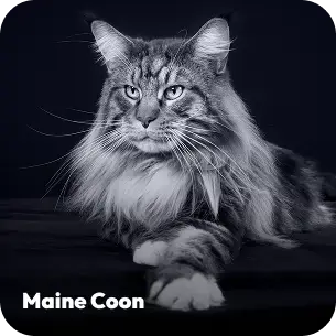 breeds-maincoon