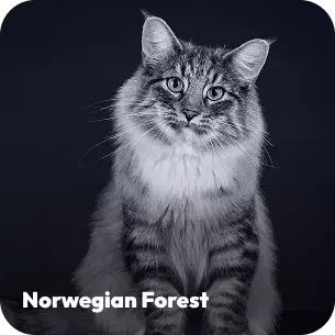 breeds-norwegianforest