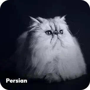 breeds-persian