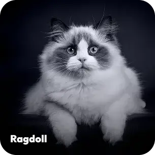 breeds-ragdoll