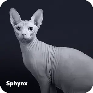 breeds-sphynx
